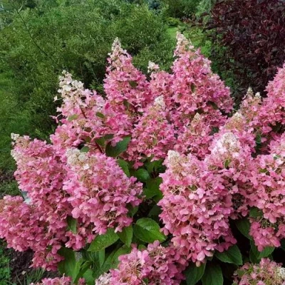 гортензия пинки винки метельчатая