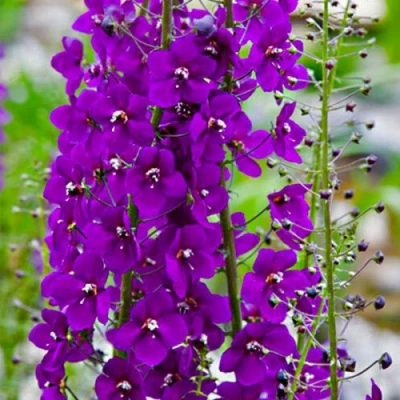 Коровяк ВИОЛЕТТА (вербаскум) в Липецке