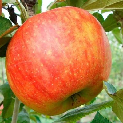 Яблоня ЦЕЛЕСТЕ в Липецке