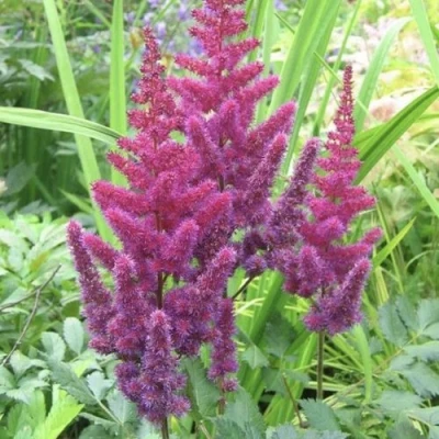 Астильба КАРАОКЕ ПАРТИ китайская в Липецке