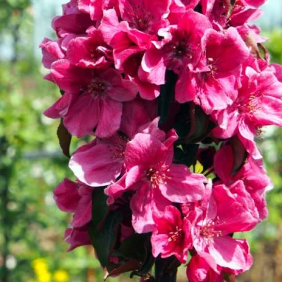 Яблоня МАЛИНОВОЕ ОЖЕРЕЛЬЕ колонновидная в Липецке