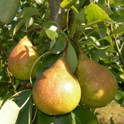 Груша ЛАДА в Липецке