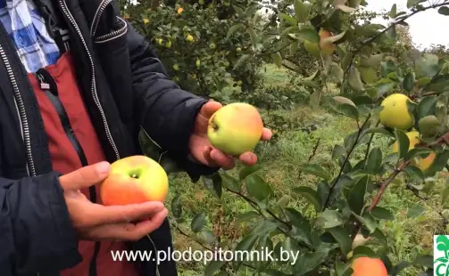 Превью видео