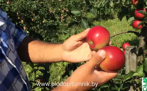 Превью видео