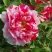 Пион РЕД ВИЗ ПИНК древовидный в Липецке