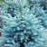 Ель МАДЖЕСТИК БЛЮ колючая в Липецке