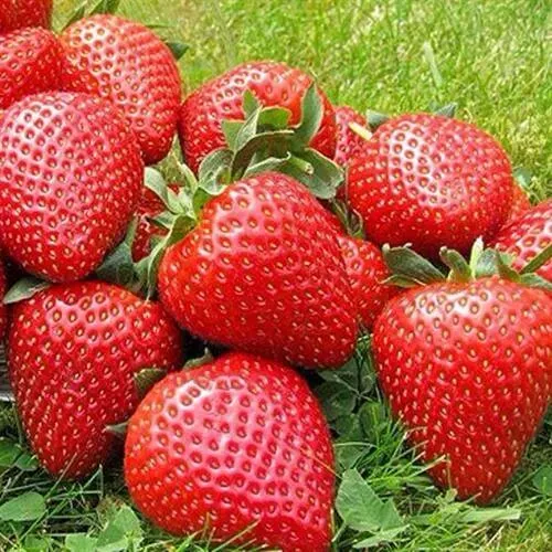 Клубника ЭЛИАНЕ  Клубника ЭЛИАНЕ в Липецке