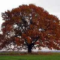 Дуб скальный в Липецке