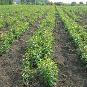 Подвой груши ДИКАЯ ГРУША в Липецке