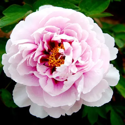 Пион ПЕРСИК ПОД СНЕГОМ древовидный  Пион ПЕРСИК ПОД СНЕГОМ древовидный в Липецке