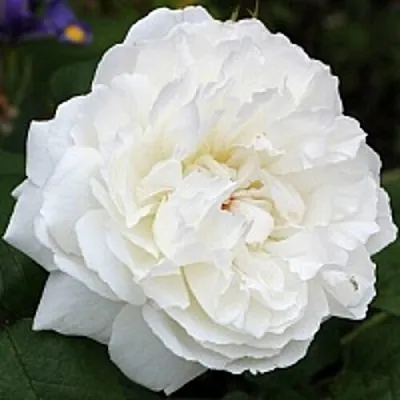 Саженцы роз ВИНЧЕСТЕР КАФЕДРАЛ английская  Саженцы роз ВИНЧЕСТЕР КАФЕДРАЛ английская в Липецке