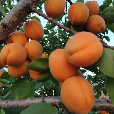 Абрикос ГОЛД РИЧ  Абрикос ГОЛД РИЧ в Липецке