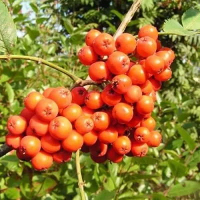 Рябина КОНЦЕНТРА сладкоплодная — описание сорта Рябина КОНЦЕНТРА сладкоплодная в Липецке