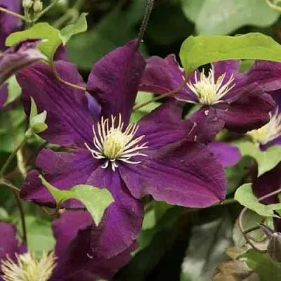 Клематис ГЕРОИ ВАРШАВЫ  Клематис ГЕРОИ ВАРШАВЫ в Липецке