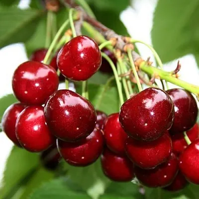 Черешня МИНЧАНКА  Черешня МИНЧАНКА в Липецке