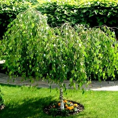 Береза в Липецке