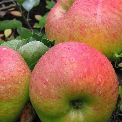 Яблоня ЯБЛОЧНЫЙ СПАС  Яблоня ЯБЛОЧНЫЙ СПАС в Липецке