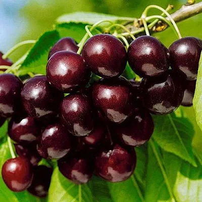 Черешня ВИТЯЗЬ  Черешня ВИТЯЗЬ в Липецке