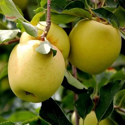 Яблоня ГОЛДЕН ВЛАДИМИРСКИЙ  Яблоня ГОЛДЕН ВЛАДИМИРСКИЙ в Липецке