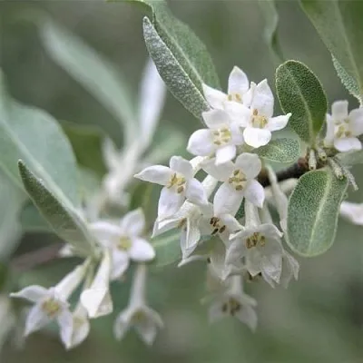 ЛОХ СЕРЕБРИСТЫЙ  ЛОХ СЕРЕБРИСТЫЙ в Липецке