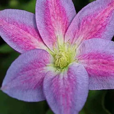 Клематис ЧЕЙНДЖ ОФ ХАРТ  Клематис ЧЕЙНДЖ ОФ ХАРТ в Липецке