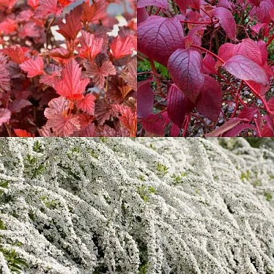 Комплект ЖИВАЯ ИЗГОРОДЬ в Липецке