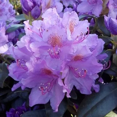 Рододендрон  Рододендрон в Липецке