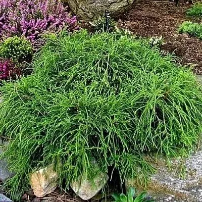 Кипарисовик ФИЛИФЕРА НАНА горохоплодный  Кипарисовик ФИЛИФЕРА НАНА горохоплодный в Липецке