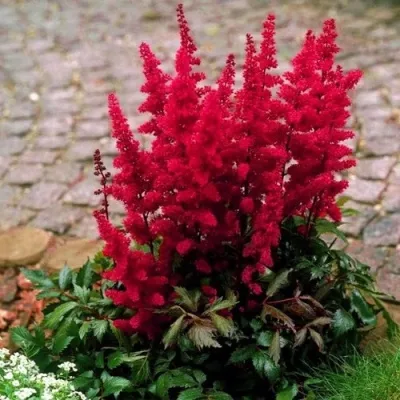 Астильба ГЛАТ Арендса — описание сорта Астильба ГЛАТ Арендса в Липецке