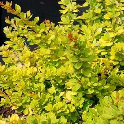 Барбарис СЕНСЕЙШЕН тунберга  Барбарис СЕНСЕЙШЕН тунберга в Липецке