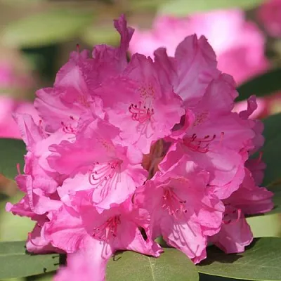 Рододендрон ЛУМИНА в Липецке