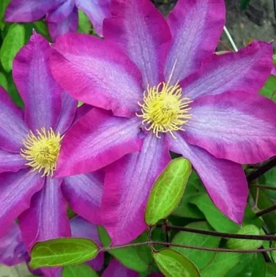 Клематис КАКИО  Клематис КАКИО в Липецке