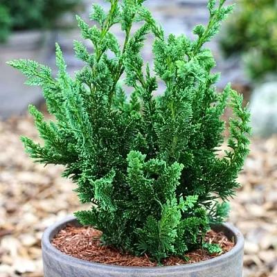 Кипарисовик ВИСЕЛЛИ лавсона  Кипарисовик ВИСЕЛЛИ лавсона в Липецке