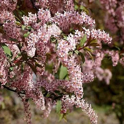 Черемуха НЕЖНОСТЬ  Черемуха НЕЖНОСТЬ в Липецке