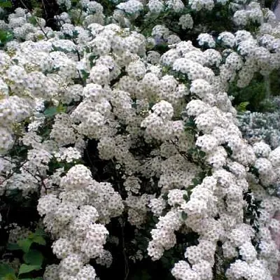 Спирея ВАНГУТТА  Спирея ВАНГУТТА в Липецке