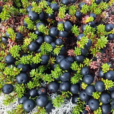 саженцы водяники саженцы водяники