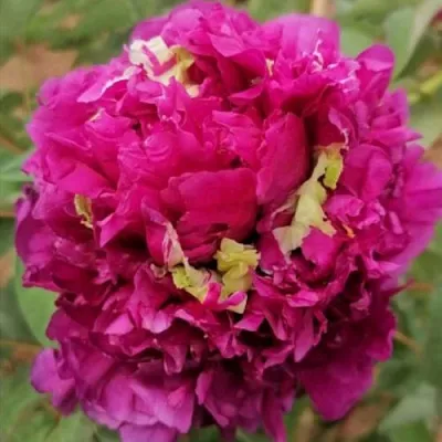 Пион ПОЛЕТ ЛАСТОЧКИ древовидный  Пион ПОЛЕТ ЛАСТОЧКИ древовидный в Липецке