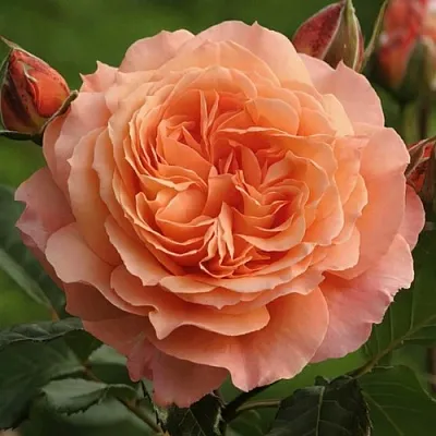 Саженцы роз БЕЛЬВЕДЕР шраб  Саженцы роз БЕЛЬВЕДЕР шраб в Липецке