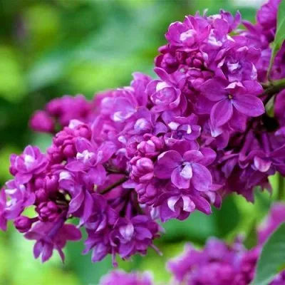 Сирень ОГНИ ДОНБАССА — описание сорта Сирень ОГНИ ДОНБАССА в Липецке