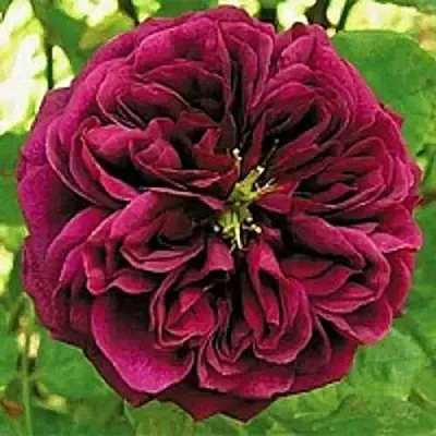 Саженцы роз ЗЕ ПРИНЦ английская  Саженцы роз ЗЕ ПРИНЦ английская в Липецке