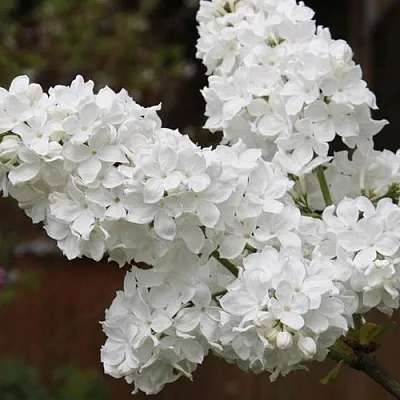 Сирень ФЛОРА  Сирень ФЛОРА в Липецке