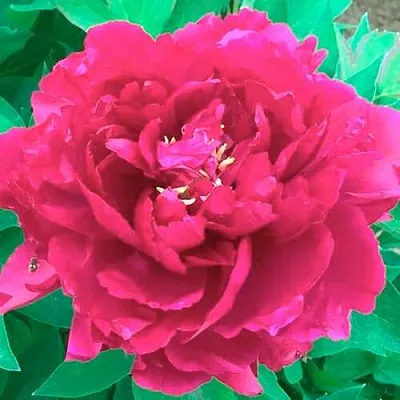 Пион ОСТРОВНОЙ МИНИСТР древовидный  Пион ОСТРОВНОЙ МИНИСТР древовидный в Липецке