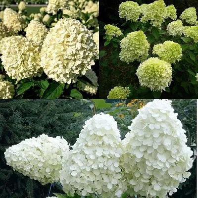 Комплект НЕЖНЫЙ КАПУЧИНО в Липецке