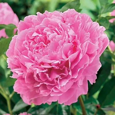 Пион МИСС ЭКХАРТ травянистый  Пион МИСС ЭКХАРТ травянистый в Липецке