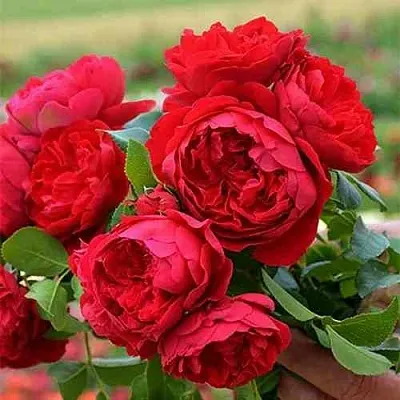 Саженцы роз ФЛОРЕНТИНА плетистая  Саженцы роз ФЛОРЕНТИНА плетистая в Липецке