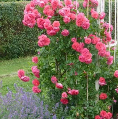 Саженцы роз РОЗЕУМ ЮТЕРСОН плетистая — описание сорта Саженцы роз РОЗЕУМ ЮТЕРСОН плетистая в Липецке