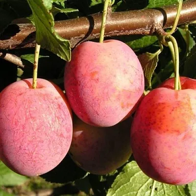 Слива ВИКТОРИЯ в Липецке