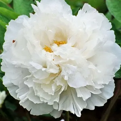 Пион БЕЛЫЙ СНЕГ древовидный  Пион БЕЛЫЙ СНЕГ древовидный в Липецке