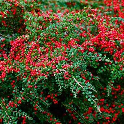Кизильник горизонтальный  Кизильник горизонтальный в Липецке