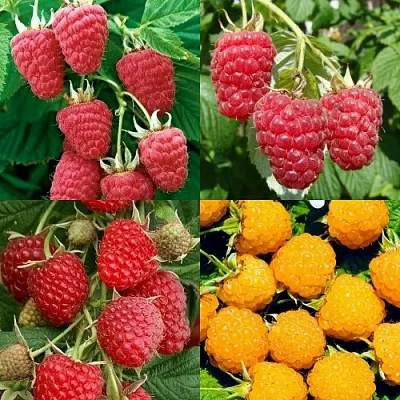 Комплект МАЛИНОВОЕ АССОРТИ в Липецке